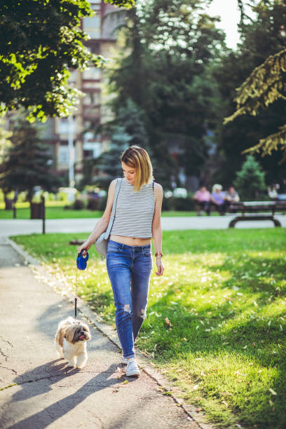 istock Woman walking a dog in public park 1031112018