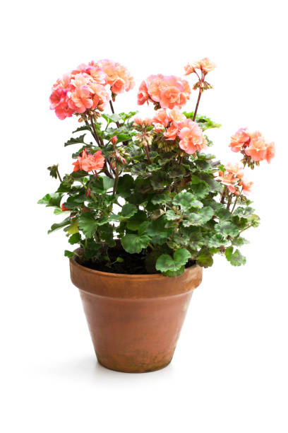 istock Colorful  Geranium flower in ceramic flowerpot isolated on white 1031113404
