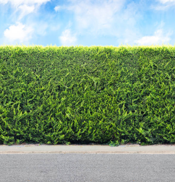 istock Green  hedge from evergreen plants with sky and gravel road. Seamless endless pattern 1031114024