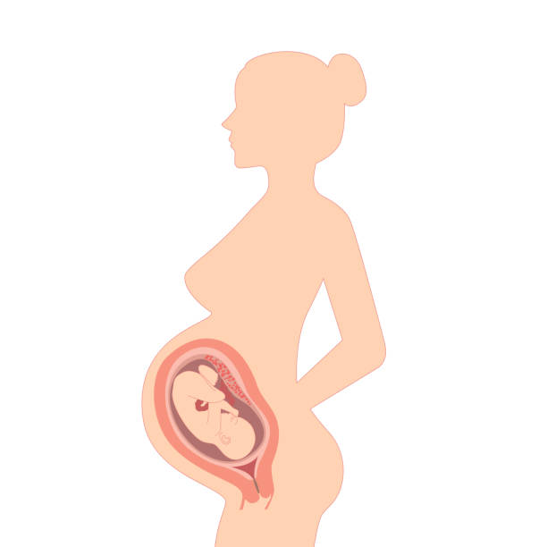 silhouette of a pregnant woman with an embryo Pregnant woman on a white background. Illustration of a silhouette of a pregnant woman with an embryo uterus stock illustrations