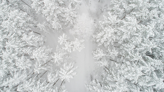 Winter background. Christmas nature. White forest covered with snow view from above. Winter forest aerial view.