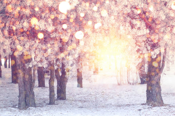 istock Colorful snowflakes in park 1031123876