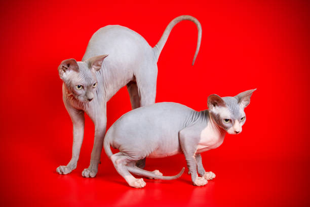 istock Canadian Sphinx cat on colored background 1031132240