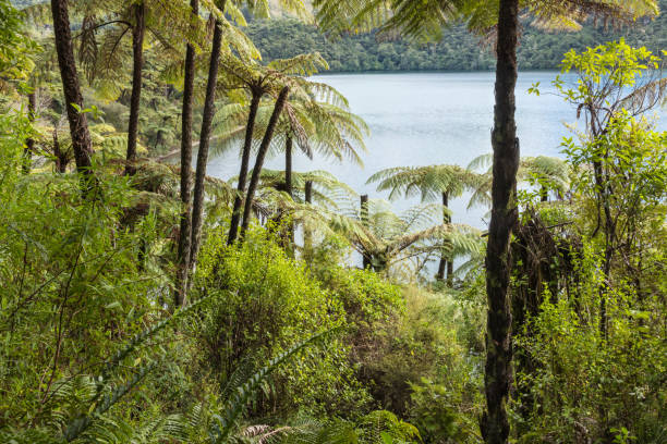 istock black tree ferns growing in rainforest around lake Tarawera 1031134990