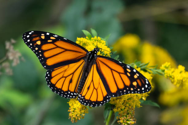istock Monarch Butterfly Feeding on Goldenrod Flowers 1031139534