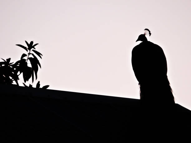 le ombre a contrasto in bianco e nero macchiano il pavone - imponent foto e immagini stock