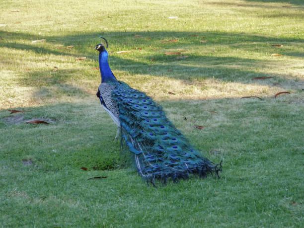 peacock male on africa - imponent imagens e fotografias de stock