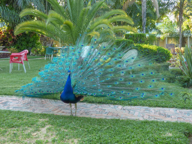 peacock male on africa - imponent imagens e fotografias de stock