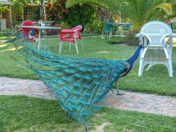 peacock male on africa - imponent imagens e fotografias de stock