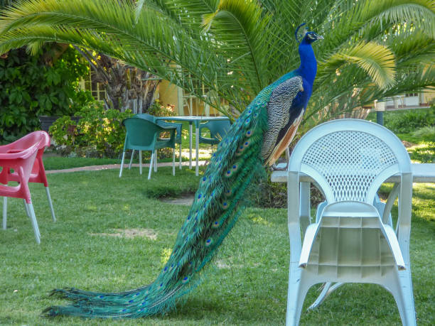 istock Peacock male on Africa 1031141798