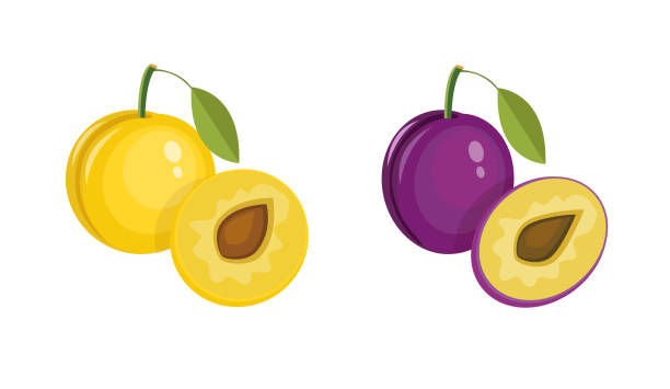 illustrazioni stock, clip art, cartoni animati e icone di tendenza di fresca prugna gialla e blu succosa isolata su sfondo bianco. metà colorata e prugna intera con una foglia. perfetto per succo o marmellata. - plum