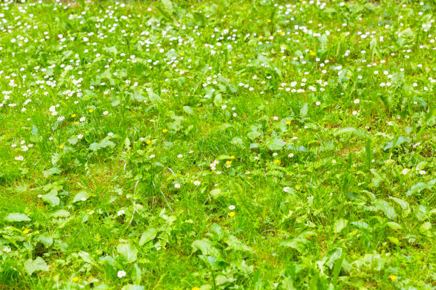 istock Meadow in springtime with flowers, beautiful nature background, copy space 1031144578