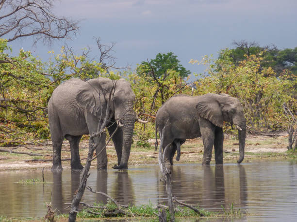 istock African elephants in natural habitat, Botswana 1031144748
