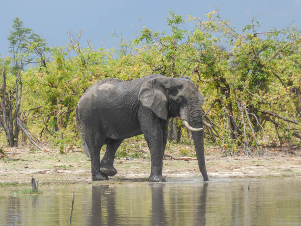 istock African elephants in natural habitat, Botswana 1031148798