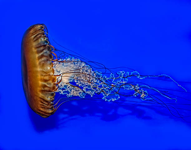 Black Sea Nettle The black sea nettle, sometimes informally known as the black jellyfish, is a species of jellyfish that can be found in the waters of the Pacific Ocean. It is considered to be a giant jelly. This will make a great photograph for any home or office. netrostoma setouchina stock pictures, royalty-free photos & images