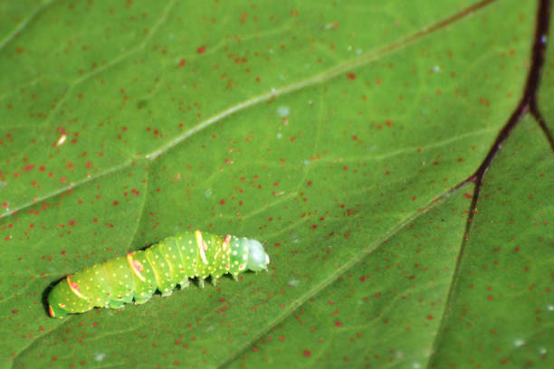 istock Young Spotted Green Lepidoptera Caterpillar New Brunswick Canada 1031148948