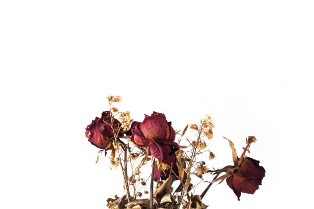 istock Red rose dry isolated on white background. 1031148960