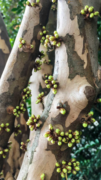 istock First blossoms of a Jabuticaba tree 1031149024