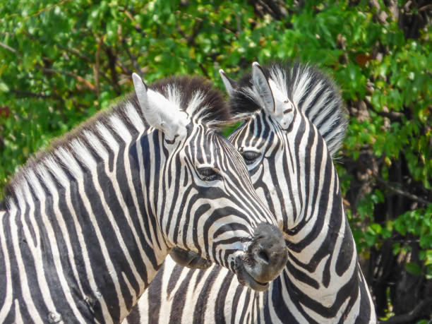 istock African zebra in natural habitat, Botswana 1031149140