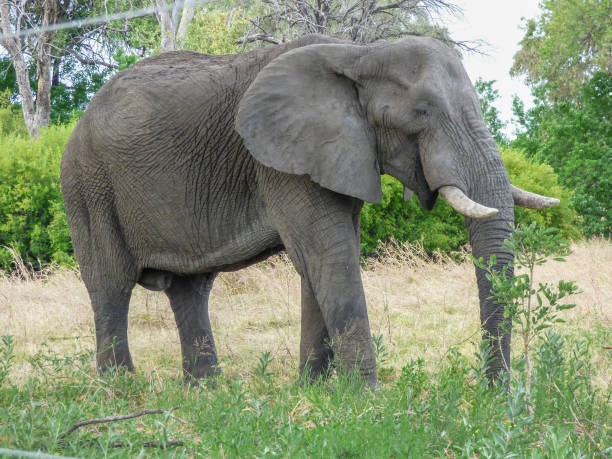 istock African elephant in natural habitat, Botswana 1031151678
