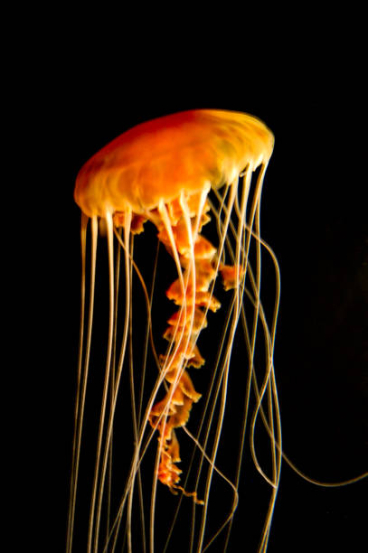 черноморная крапива - box jellyfish стоковые фото и изображения