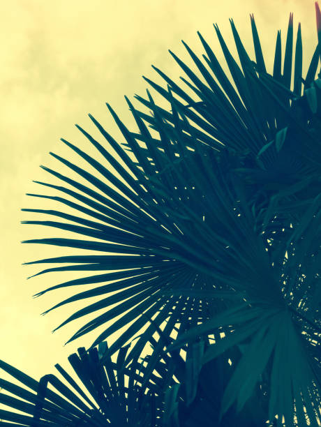 istock Silhouette of large palm fronds 1031156940