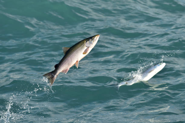 スワード銀鮭 - pacific salmon ストックフォトと画像