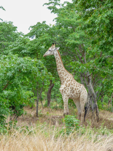 istock Safari theme, African Giraffe, Botswana 1031162106