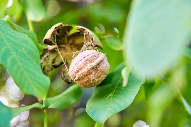 istock Close-up of Ripening Walnuts on Tree on green background 1031167310