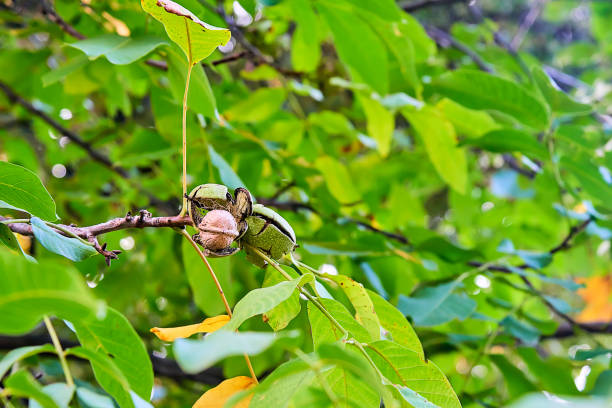 Ripe walnuts at the tree on green background