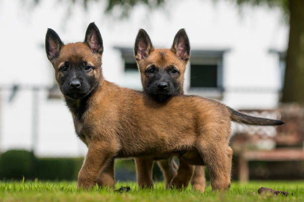 filhotes de malinois - belgian sheepdog - fotografias e filmes do acervo