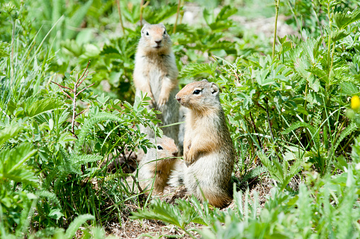 Ground squirrels curiously checking out hikers.