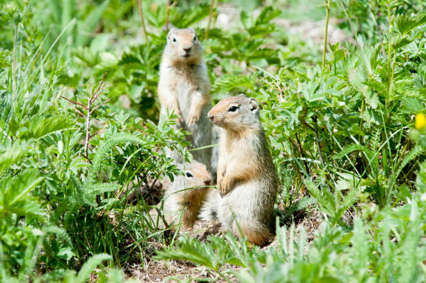 Ground Squirrels stock photo
