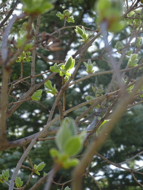 istock First Sights of Spring - Part 1 1031170238