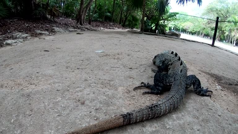 Lguana reptile on Mayan ruins of Coba Yucatan peninsula Mexico