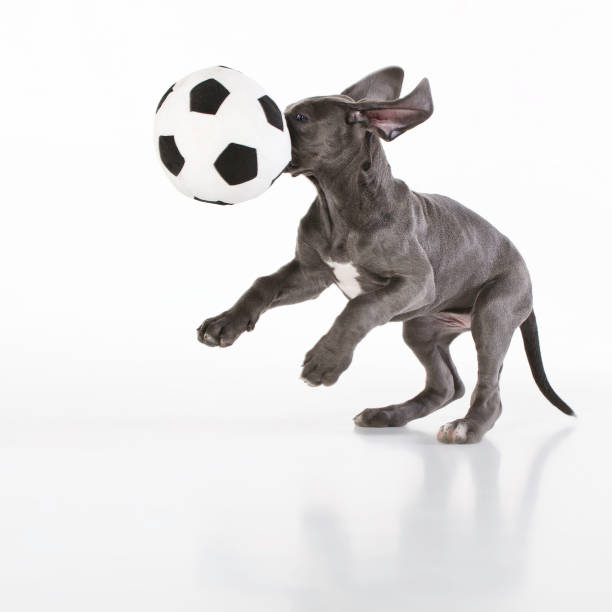 istock Great Dane puppy playing with a ball 1031174810