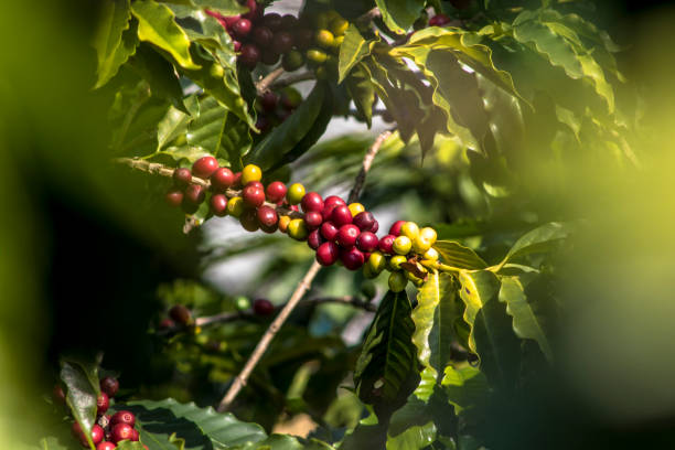 ブラジル、サンパウロ州のコーヒー フィールド - fruit freshness tree foods and drinks ストックフォトと画像