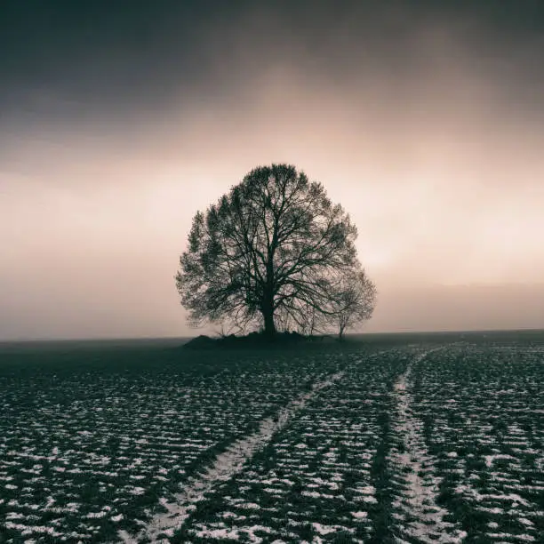 Photo of Linden tree at cold foggy sunset