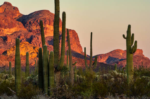 saguaro cactus y rocas rojas - organ pipe cactus fotografías e imágenes de stock
