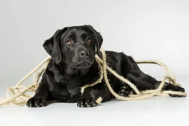 Black Labrador Puppy playing with a rope