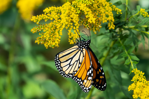 Monarch butterfly (Danaus plexippus) feeding on goldenrod (Solidago sp.) flowers in summer.