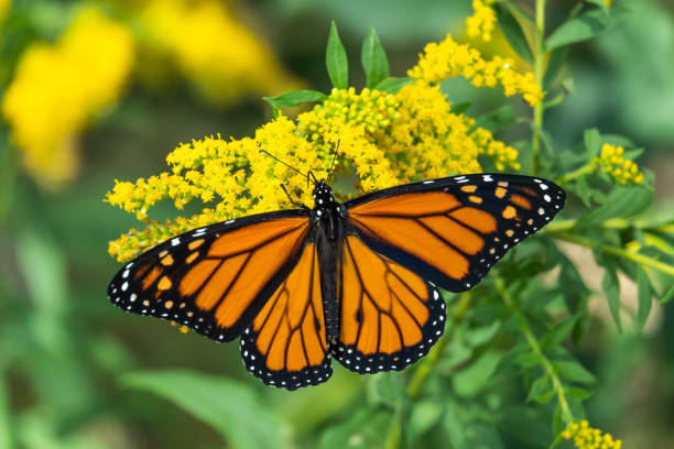 istock Monarch Butterfly Feeding on Goldenrod 1031180062
