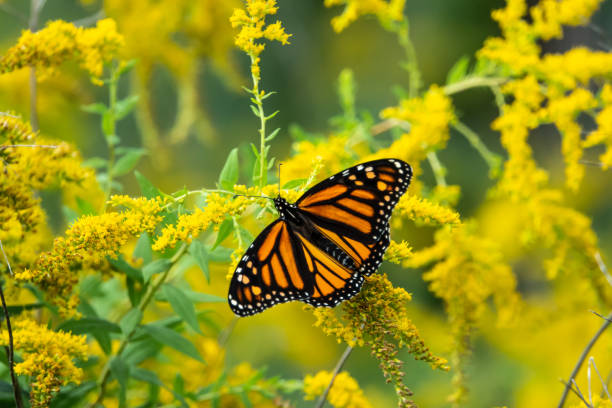 Monarch Butterfly Feeding on Goldenrod Flowers