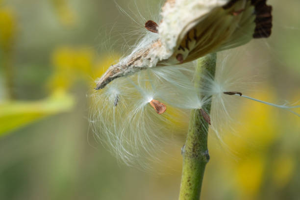 istock Milkweed Seeds and Silk Hanging from Pod 1031185130