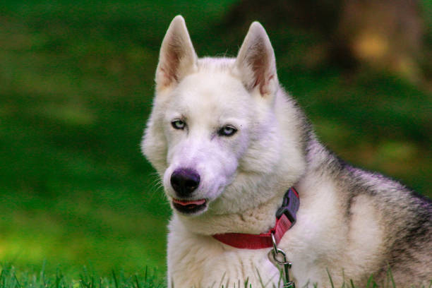 istock Siberian husky with beautiful looking purebred features 1031196358