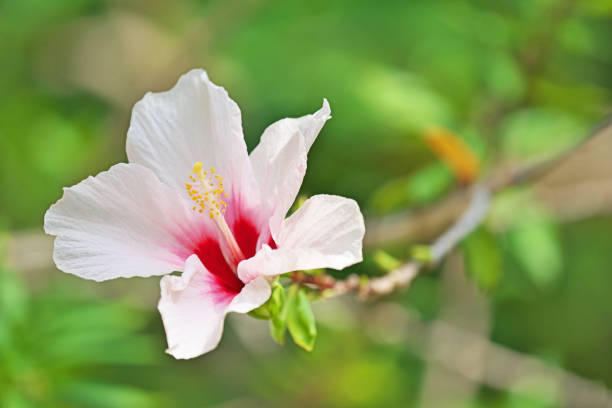 Hibiscus Hibiscus kamakura city photos stock pictures, royalty-free photos & images