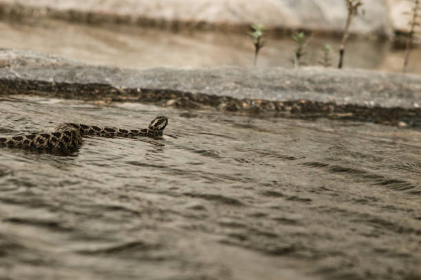 endangered rattlesnake