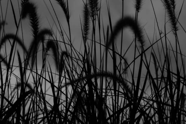 istock Flowers grass with Black and White Exposure Style 1031206150