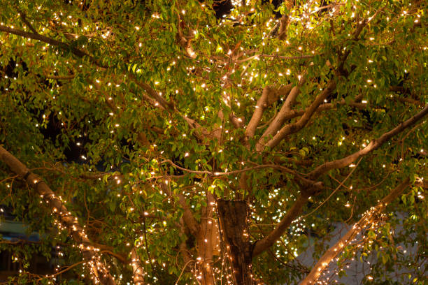 istock Decorative outdoor string lights hanging on tree in the garden at night time - decorative Christmas lights 1031207222