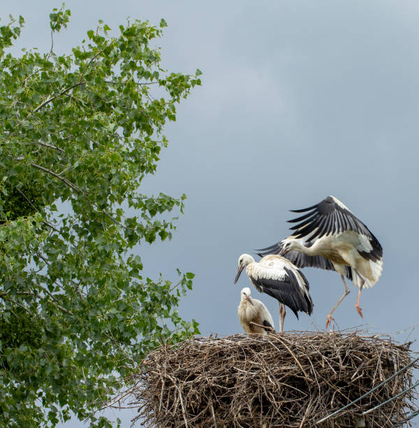 istock Grus Three young birds in the nest learn to fly 1031216690